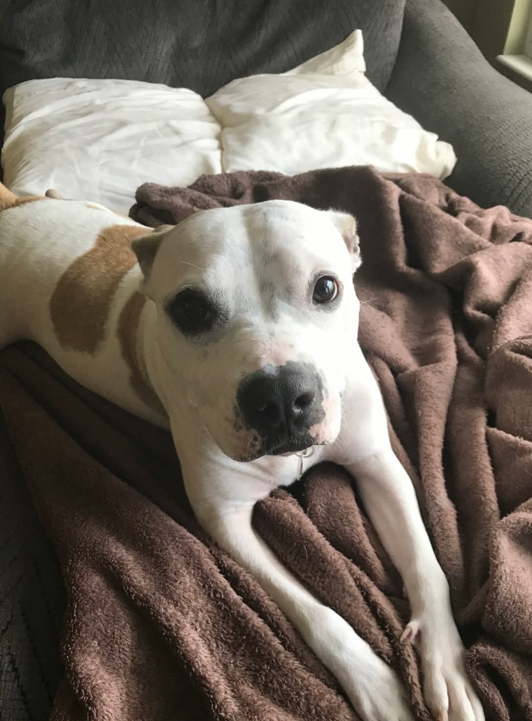 adoptable Dog in Germantown, OH named Harvey & Izzy
