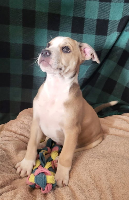 picture of the dog needing adoption