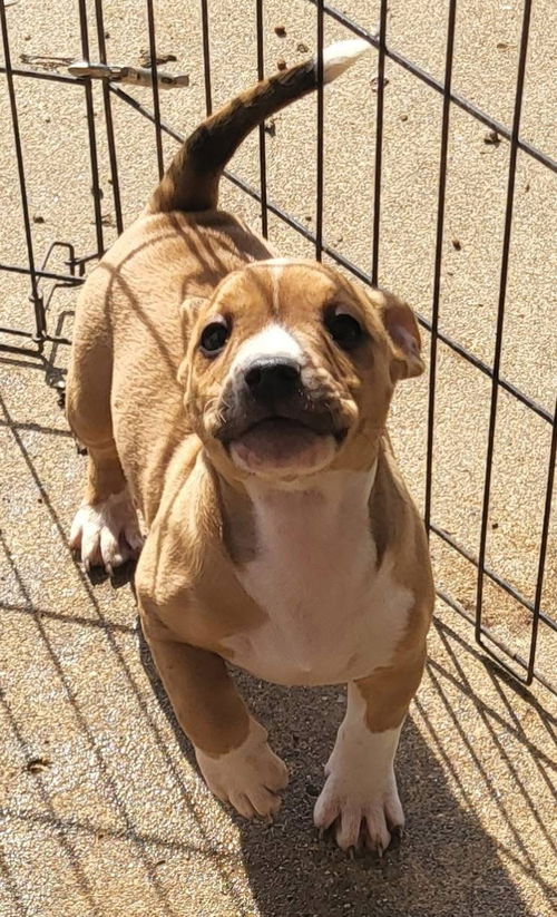 picture of the dog needing adoption