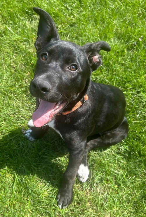 picture of the dog needing adoption