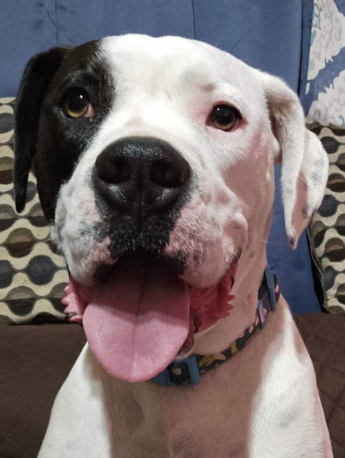 picture of the dog needing adoption