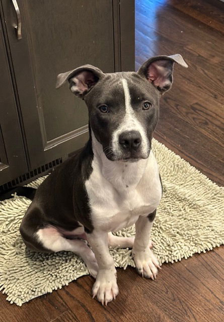 picture of the dog needing adoption