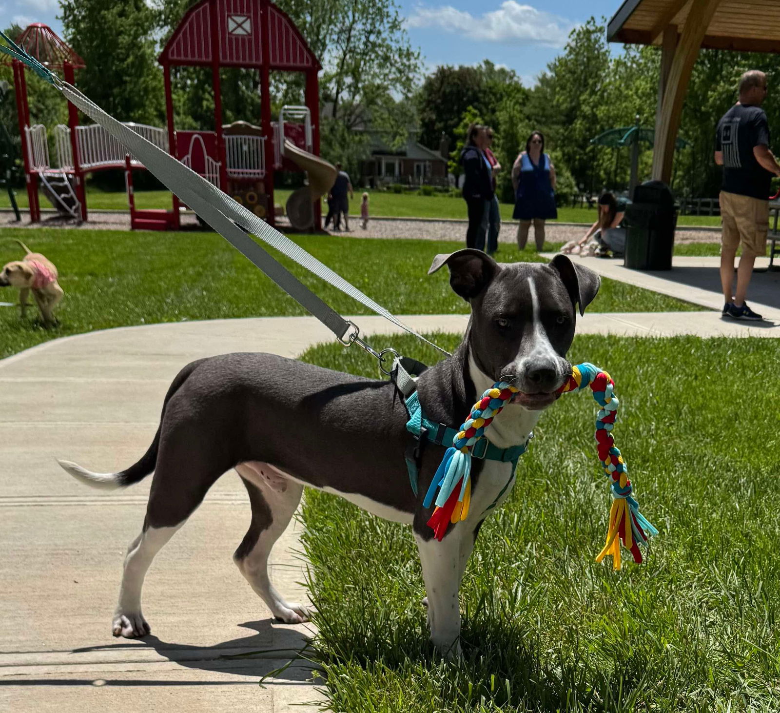 adoptable Dog in Germantown, OH named Banksy