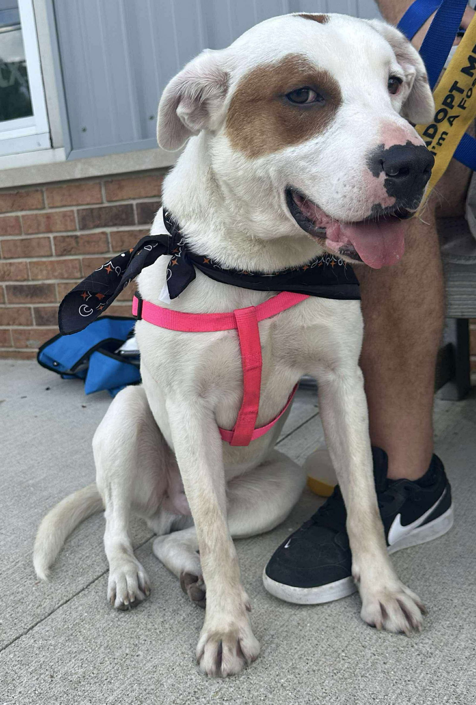adoptable Dog in Germantown, OH named Locke