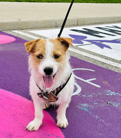 Wishbone