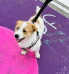 Wishbone