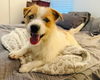 Wishbone