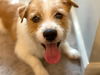 Wishbone