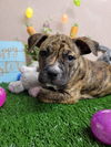CocoaPup