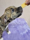 CocoaPup