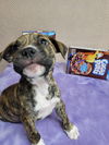 CocoaPup