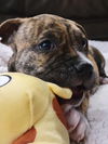 CocoaPup
