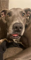 Daisy Jane