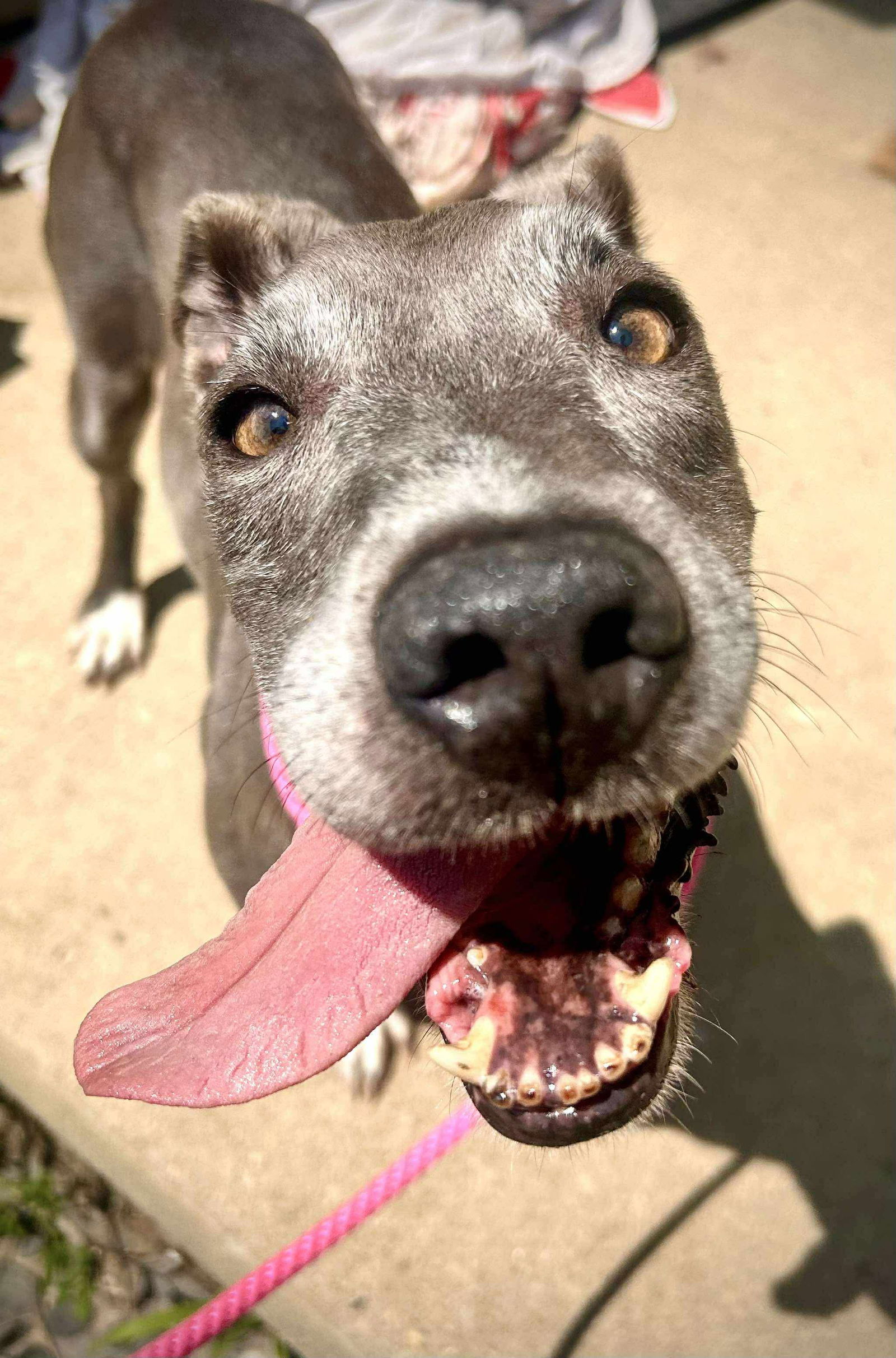adoptable Dog in Germantown, OH named Daisy Jane