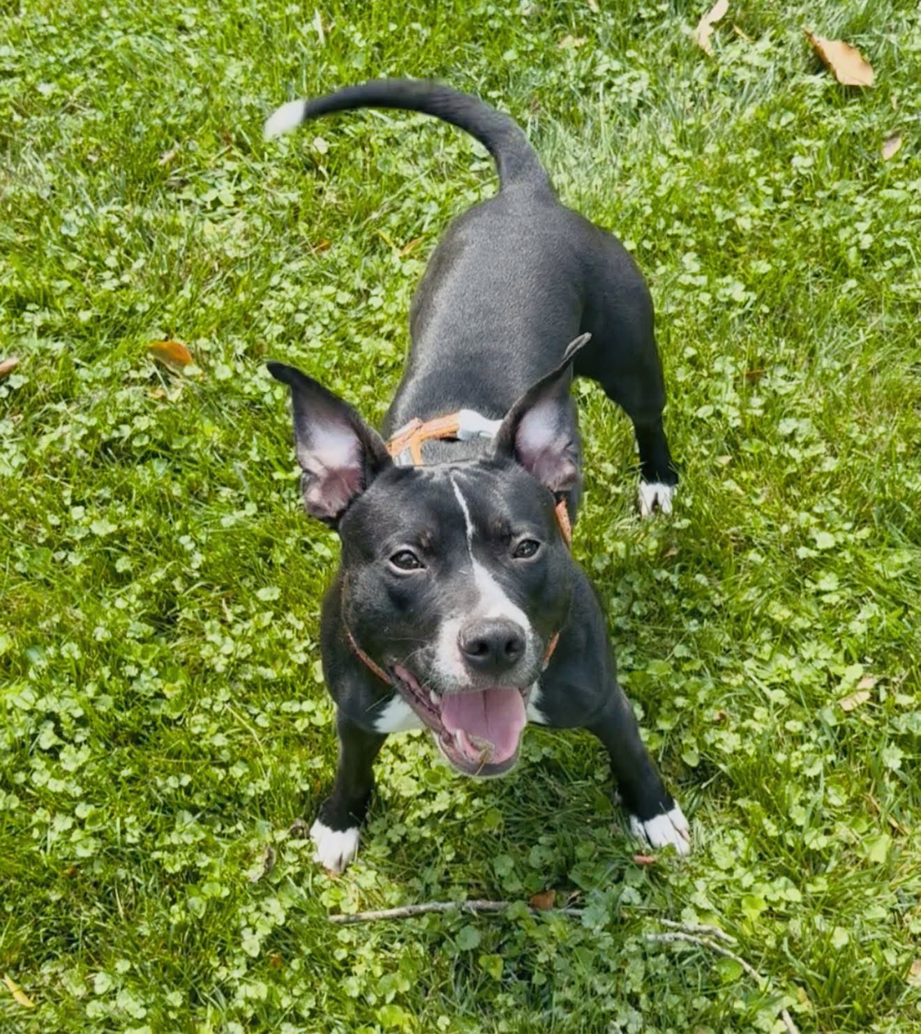 adoptable Dog in Germantown, OH named Maya Poppi