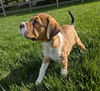 Althea