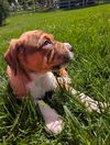Althea