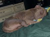 Mufasa - Photo 8