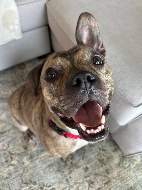 WILLY - English Bulldog available for adoption