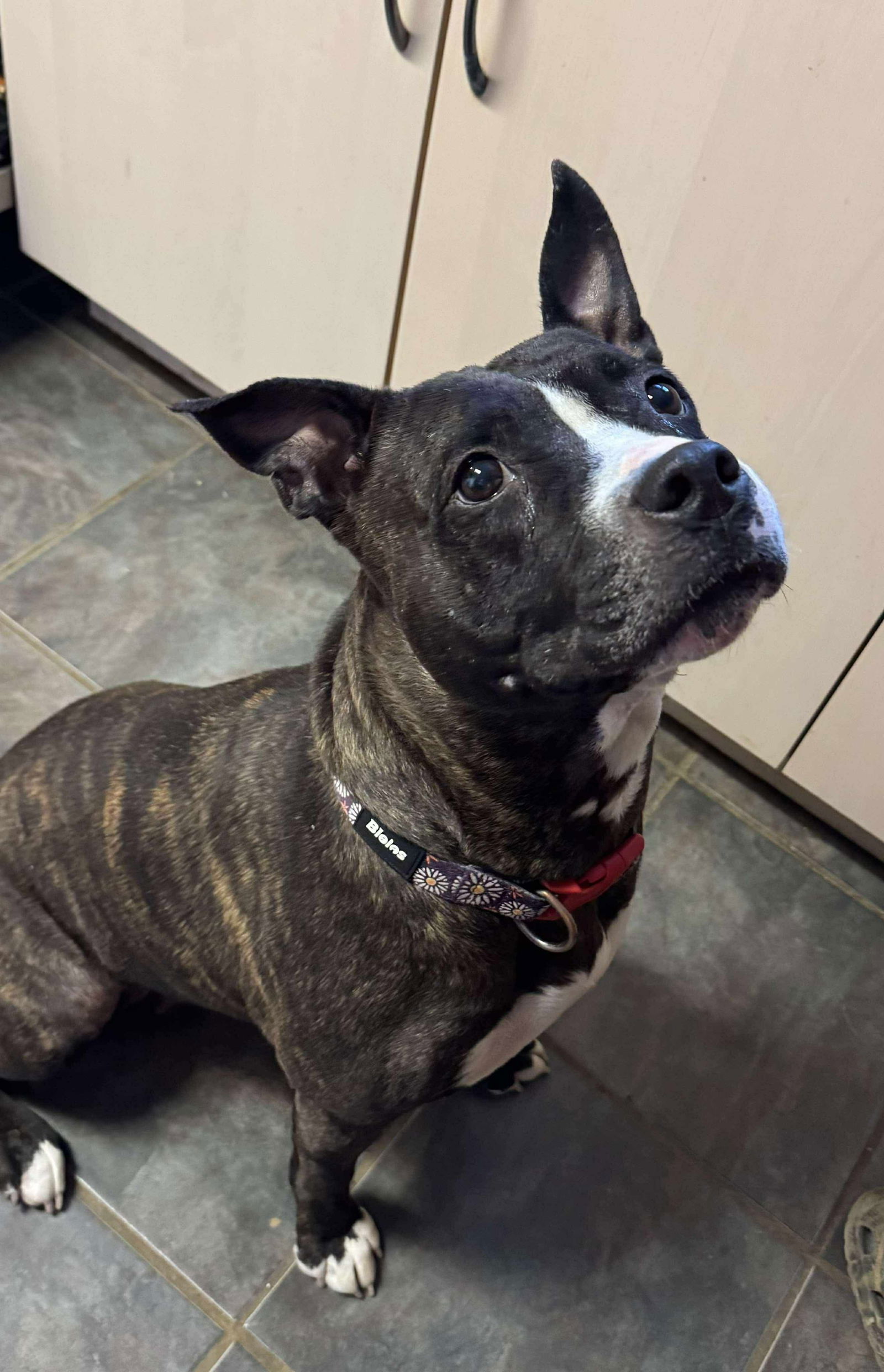 adoptable Dog in Germantown, OH named Handcuffs