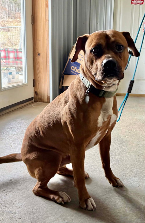 BARTHOLOMEW CUBBINS - Boxer available for adoption