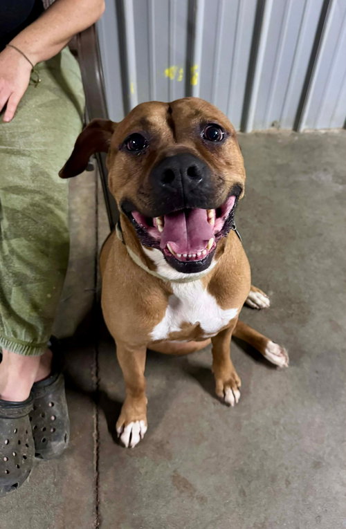 BARTHOLOMEW CUBBINS - Boxer available for adoption