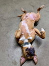 Bartholomew Cubbins - Photo 4