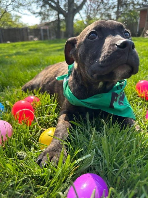 Chocolate Bunny