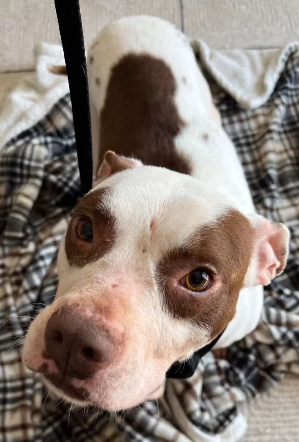 adoptable Dog in Germantown, OH named Potato Chip
