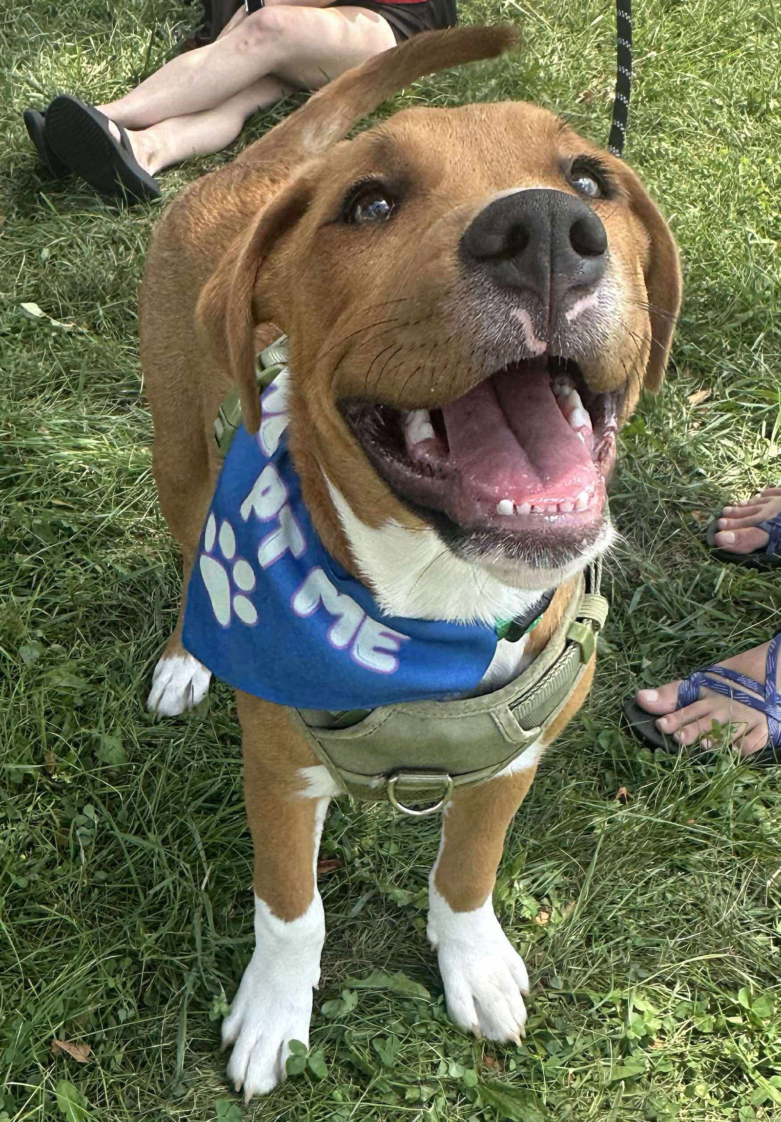 adoptable Dog in Germantown, OH named Cutie Rudy