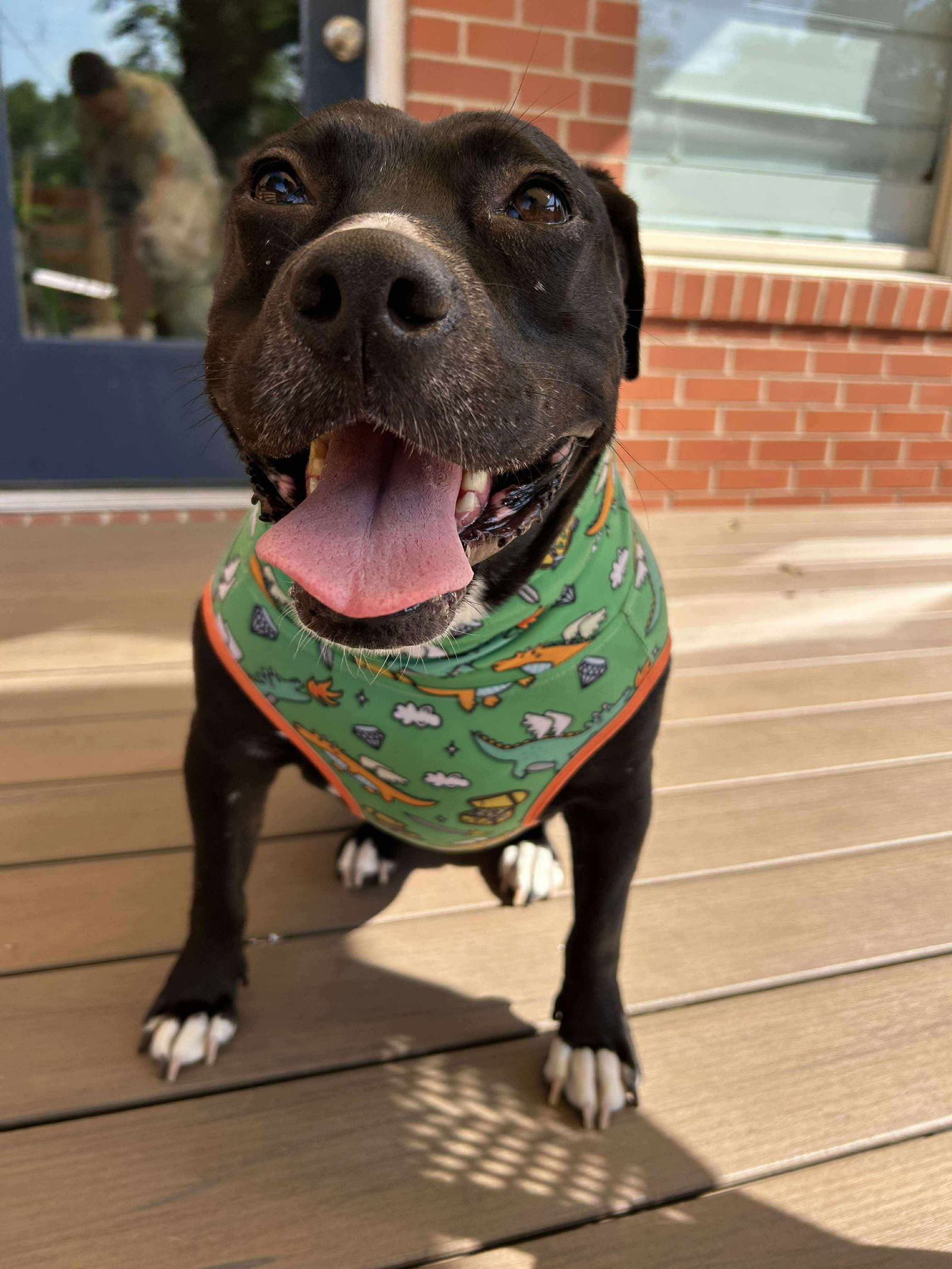 adoptable Dog in Germantown, OH named Jupiter