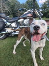 adoptable Dog in germantown, OH named Grafix