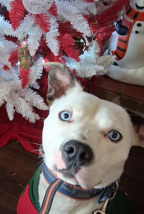 GRAFIX - American Pit Bull Terrier available for adoption
