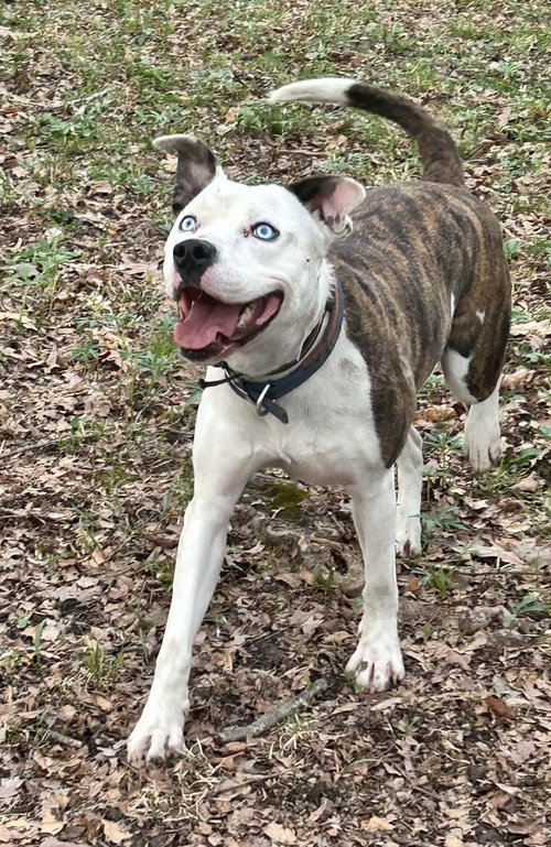 Grafix, an adoptable American Pit Bull Terrier in Germantown, OH