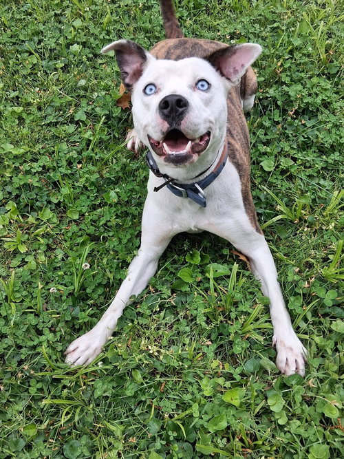 GRAFIX - American Pit Bull Terrier available for adoption