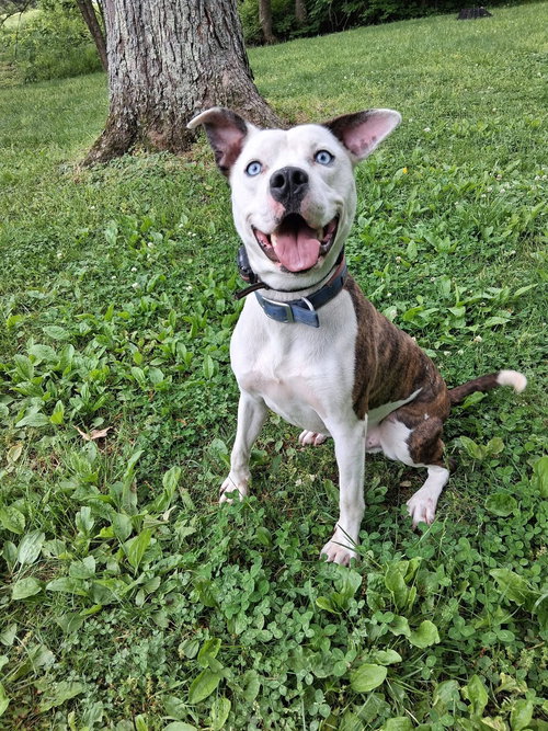 GRAFIX - American Pit Bull Terrier available for adoption