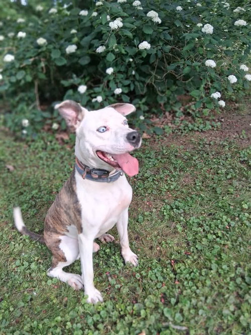Grafix, an adoptable American Pit Bull Terrier in Germantown, OH