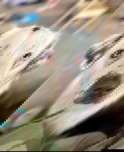 Ani