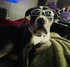 Bubba “Tank” Blue - Photo 12