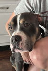 Bubba “Tank” Blue - Photo 13