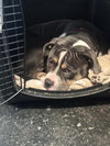 Bubba “Tank” Blue - Photo 14