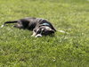 Bubba “Tank” Blue - Photo 15