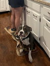 Bubba “Tank” Blue - Photo 10