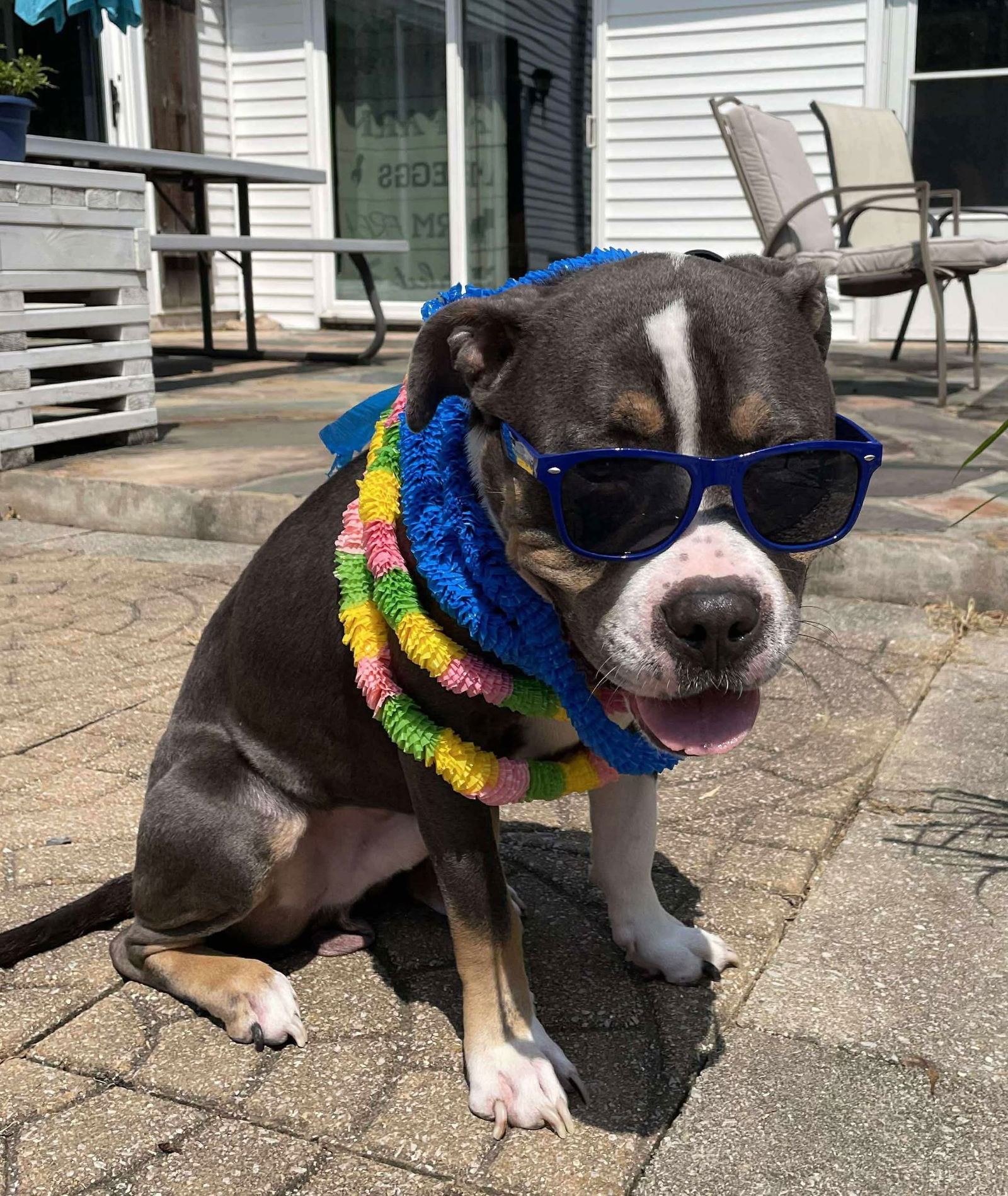adoptable Dog in Germantown, OH named Bubba “Tank” Blue