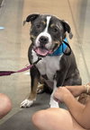 Bubba “Tank” Blue - Photo 7