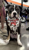 Bubba “Tank” Blue - Photo 8