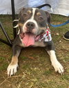 Bubba “Tank” Blue - Photo 4