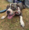 Bubba “Tank” Blue - Photo 5