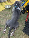 Bubba “Tank” Blue - Photo 6