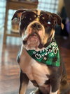 Bubba “Tank” Blue - Photo 2